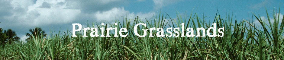 Prairie Grasslands