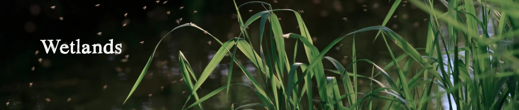 Wetlands